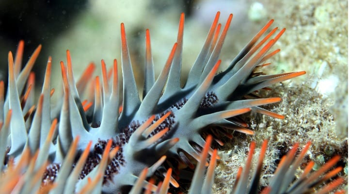 crown of thorns sea stars